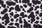 1 Yard Black and White Cow Print Stretch Fabric for Costume Swimwear Dancewear and Activewear 58/60" Width